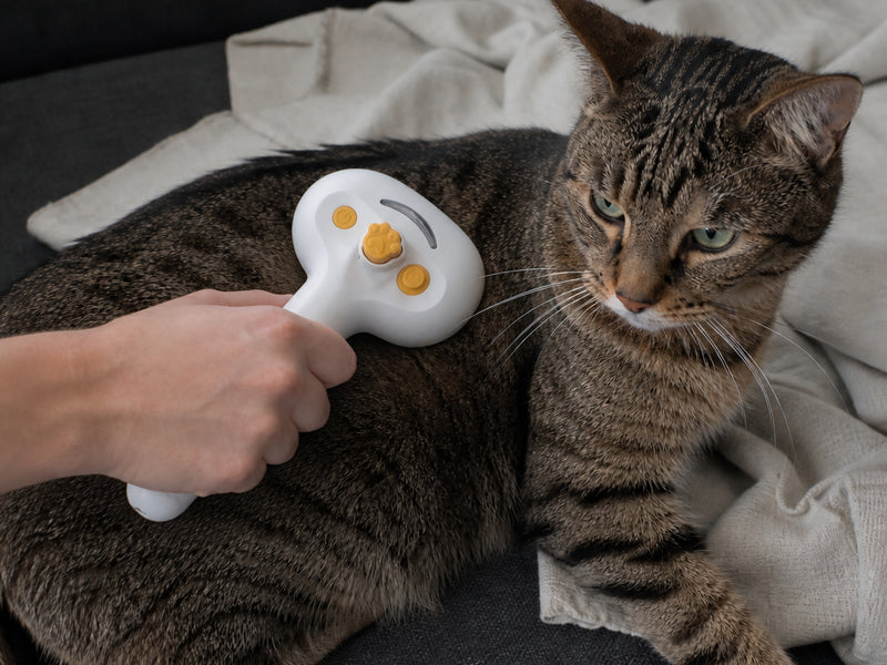 Kat wordt thuis verzorgd met de Prime AnimalZ S900A stoomborstel